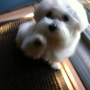 Meet your Posher, Terry